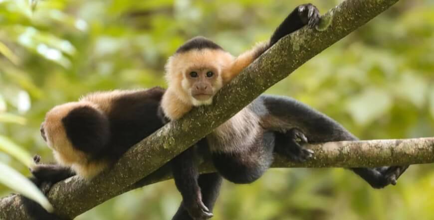 Jungle River Safari & Cultural Experience (Palo Verde)